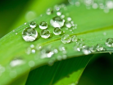 Gouttes d'eau sur une feuille