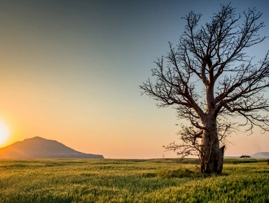 Arbre dans un champ au coucher de soleil