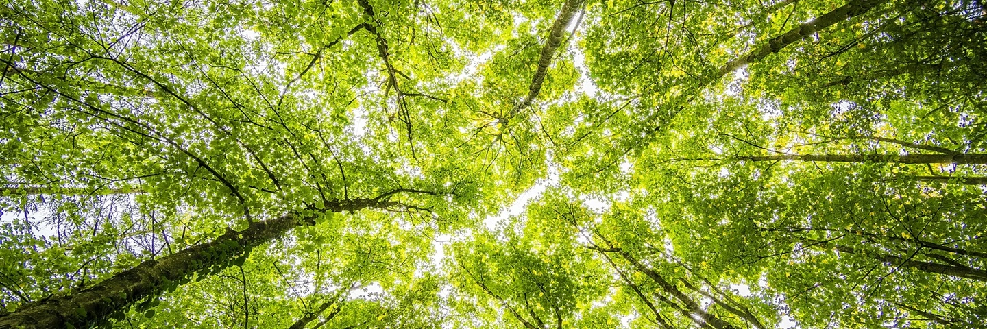 Des arbres verts