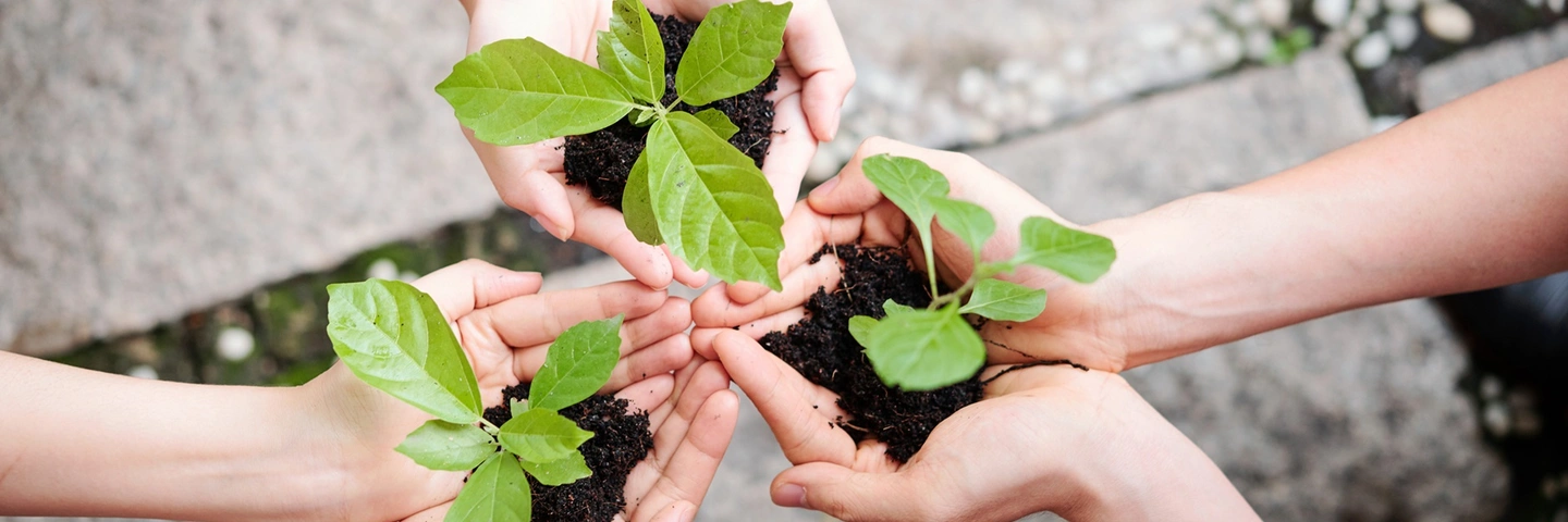 Des mains portent des plantes